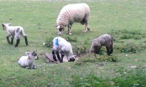Ba ba is one of my favourite animal words. Lambs at Hackney City Farm